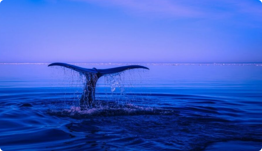 یک نهنگ 4.6 میلیون دلار اتر ETH و NFTهای کمیاب را سوزاند