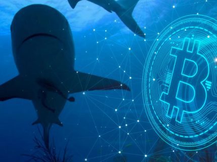 کوسه‌های بیت کوین در یک ماه گذشته بیش از ۲۶۸ هزار BTC‌ خریده اند!