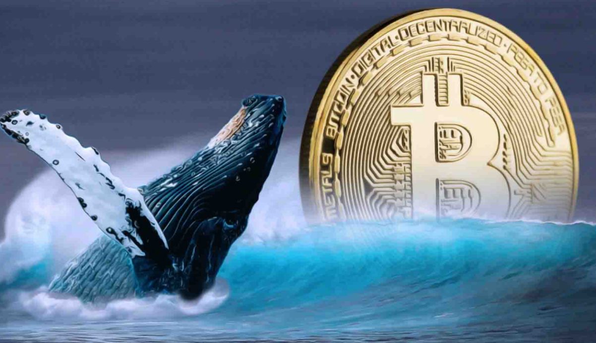هجوم نهنگ‌های بیت‌کوین برای خرید؛ سرمایه‌گذاران خرد در حال فروش