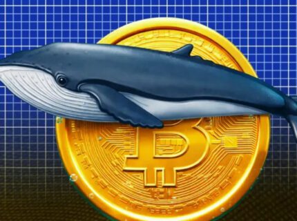 آغاز دوباره انباشت بیت‌کوین توسط نهنگ‌ها در محدوده ۷۱ هزار دلار